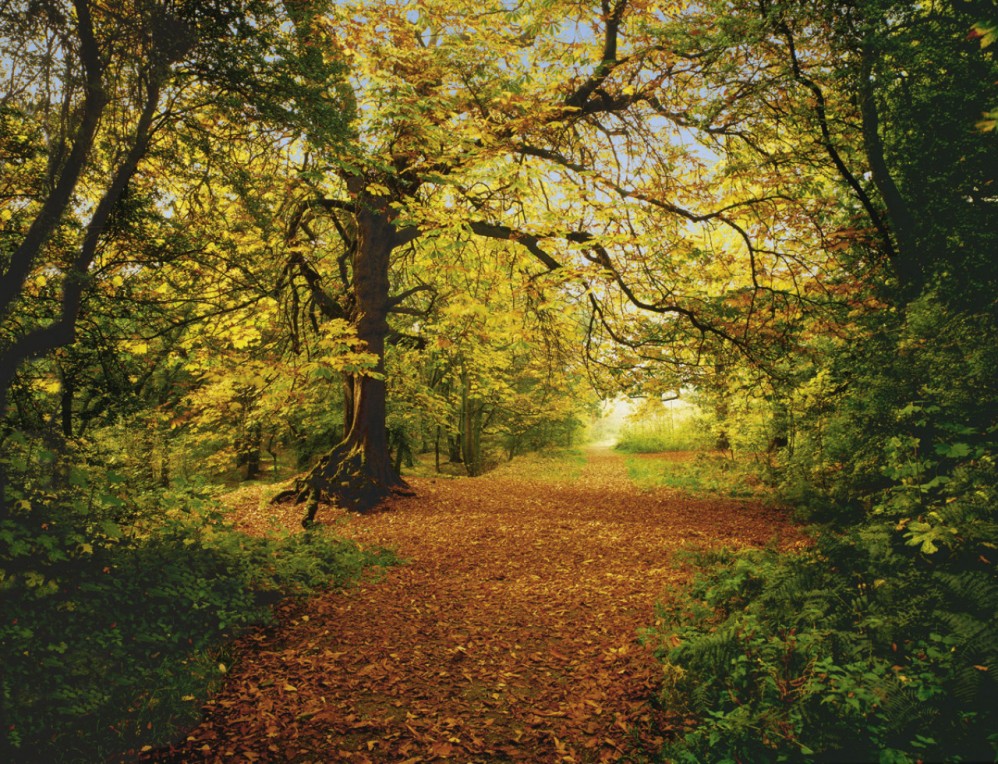 8-068 Фотообои Komar "Autumn Forest"